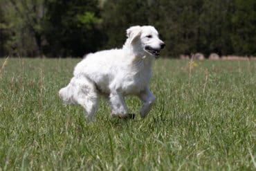 white golden retriever running in grass