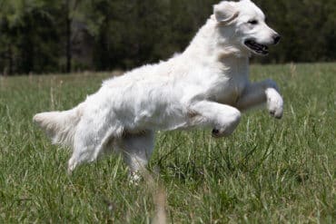 white golden retriever jumping in field