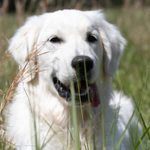 English Cream golden retriever laying in the grass