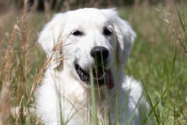 English Cream golden retriever laying in the grass