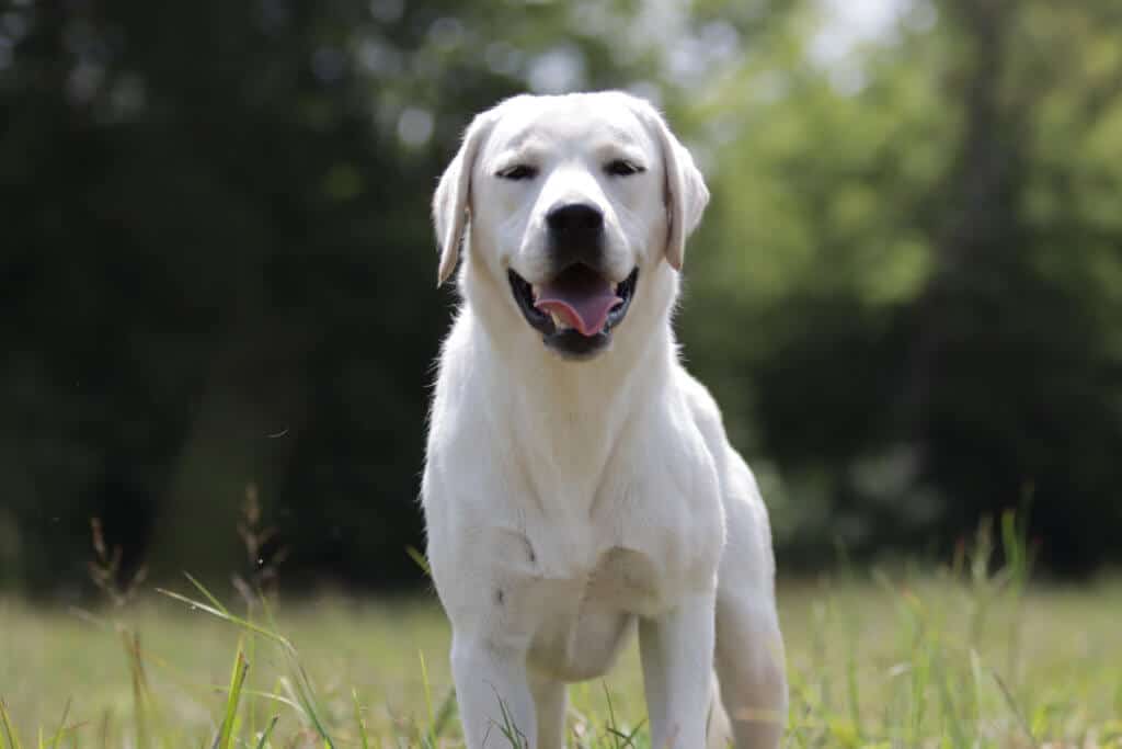 block headed polar bear lab standing