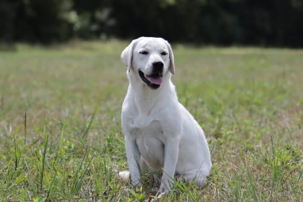 Labrador in the grass