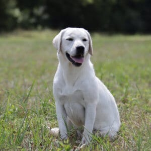 Labrador in the grass