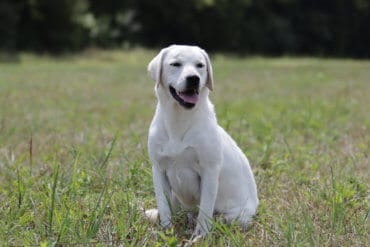 Labrador in the grass