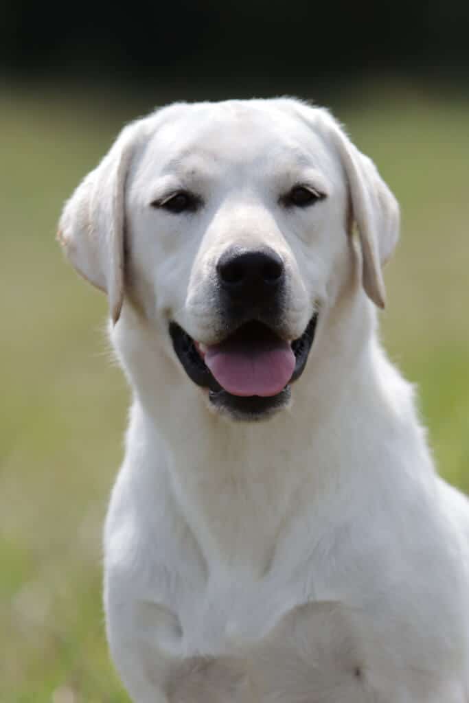 White Labrador