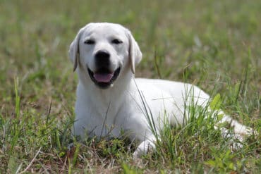 white lab sitting in the grass