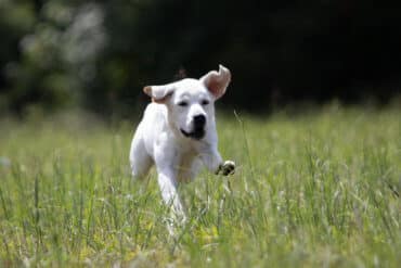 Adult Labrador