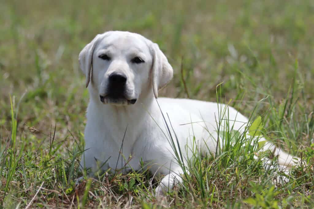 dog lying in the grass