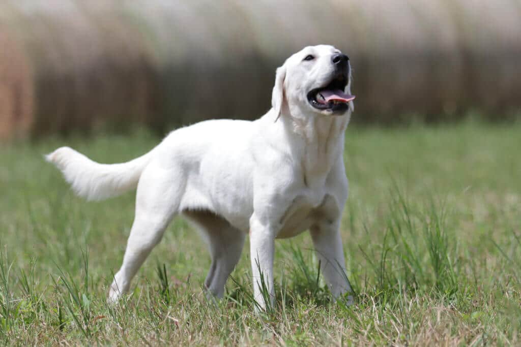 White Lab looking at a bird in the sky