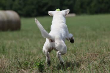 Labrador jumping
