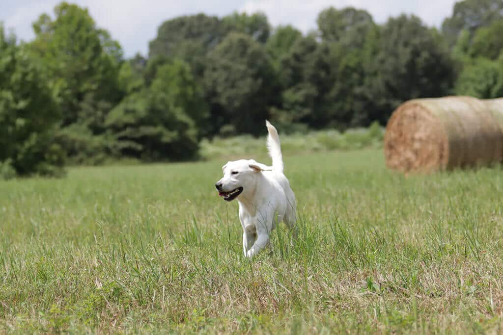 English Lab running through green grass