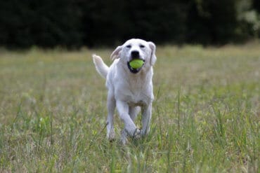 Labrador with tennis ball in mouth