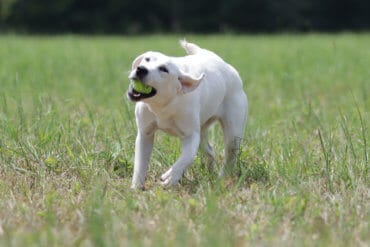 English Lab chewing on tennis ball