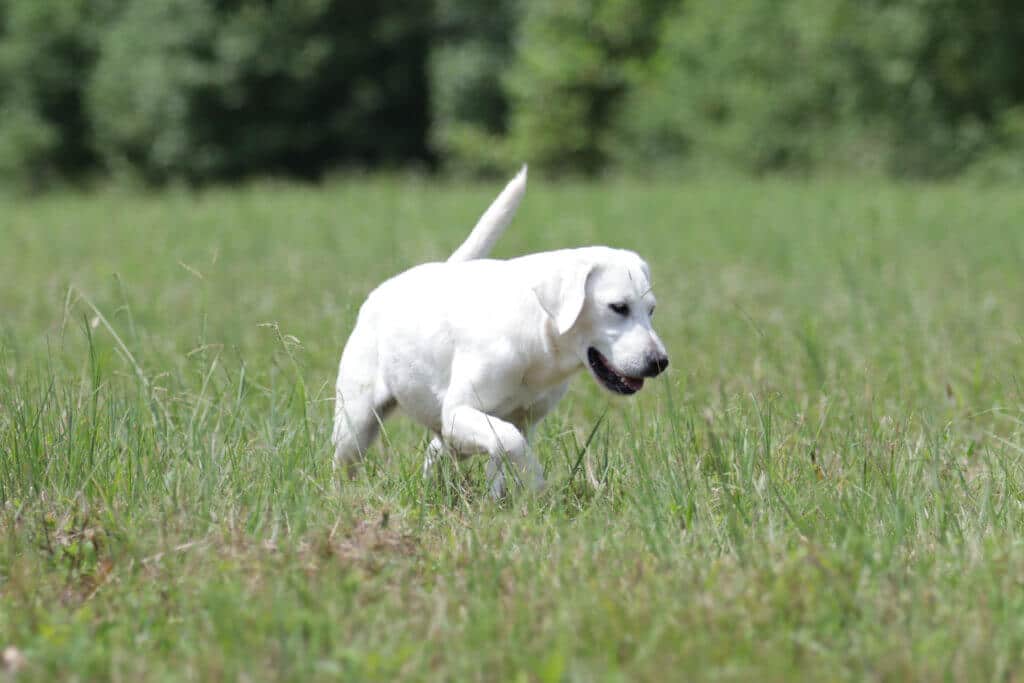 English Labrador looking at the grass