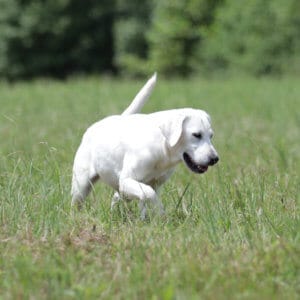 English Labrador looking at the grass