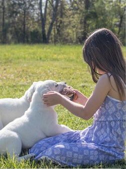 young girl playing with two white english lab puppies