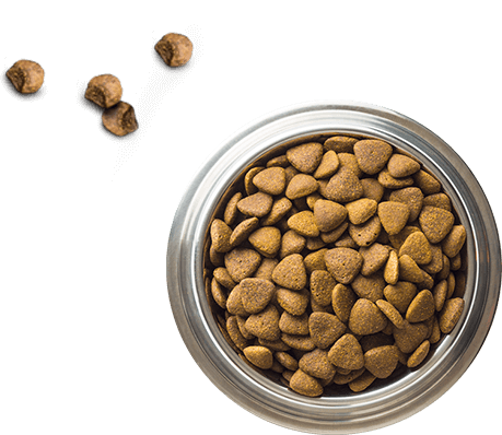 image of dog food in a bowl