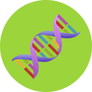 icon of a dna strand