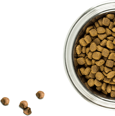 dog food in a dog bowl