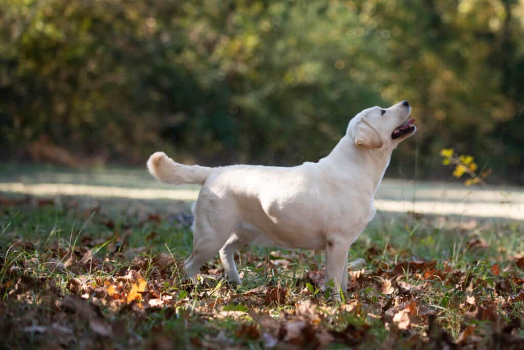 Labrador in the fall leaves
