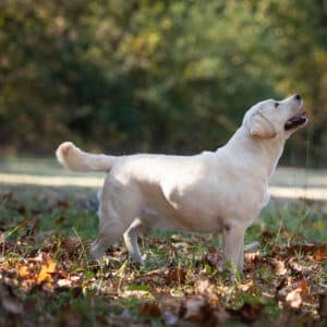 Labrador in the fall leaves