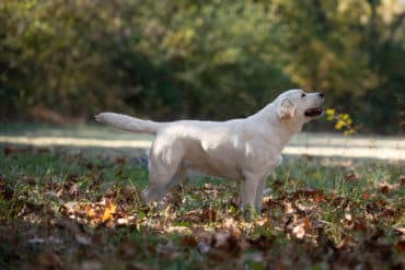 Otter tail english labrador