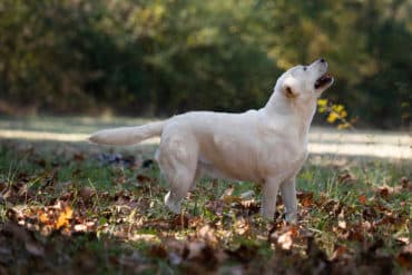 Show Labrador in the grass