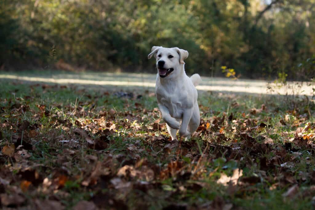 English Labrador playing in the leaves