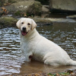 english white labrador sitting in the water
