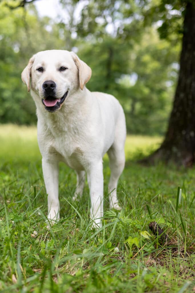 blocky white Labrador