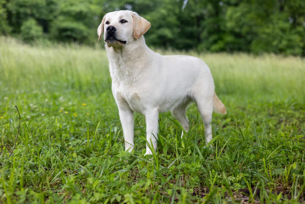 white Labrador standing in green grass