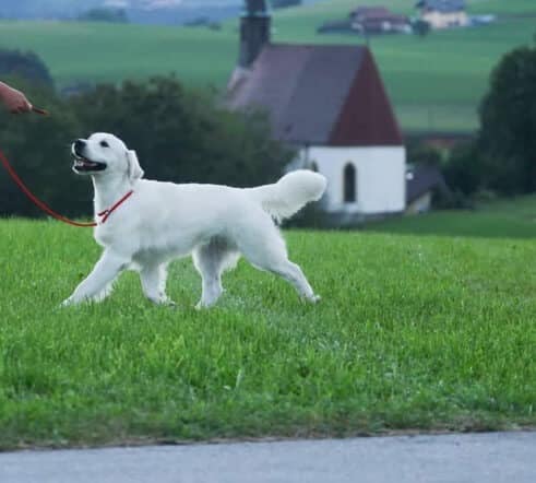 white golden retreiver in the green grass