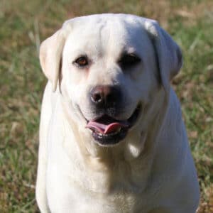 English White lab on the farm