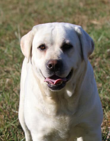 English White lab on the farm