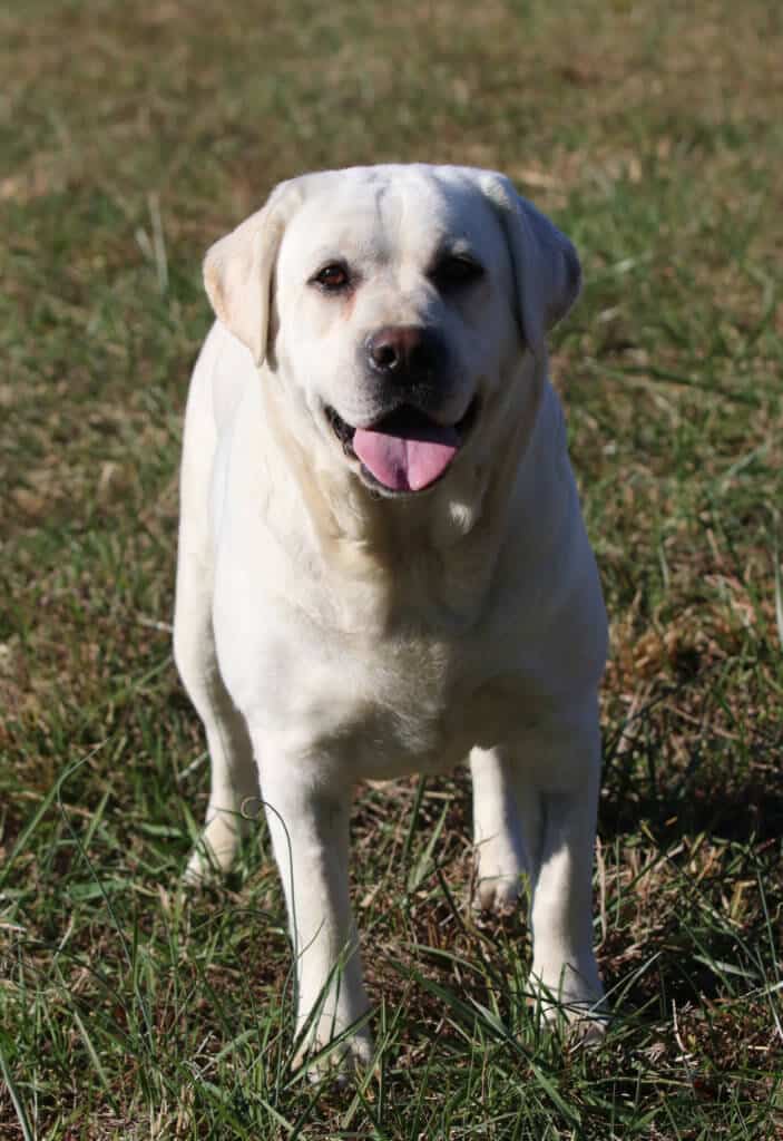 Labrador Standing