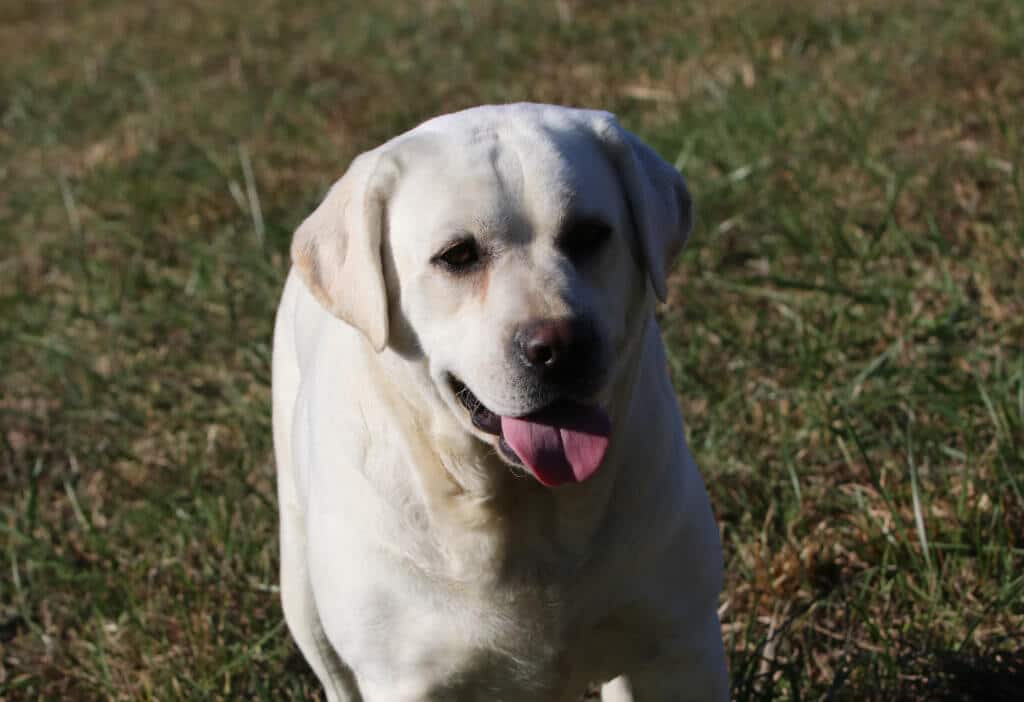 tired labrador adult