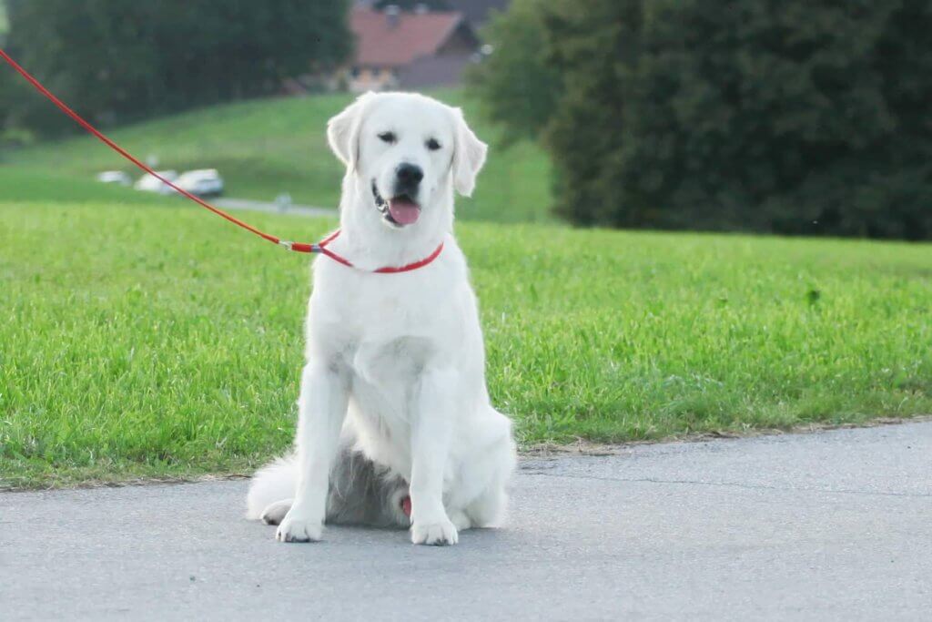 white golden retriever sitting down