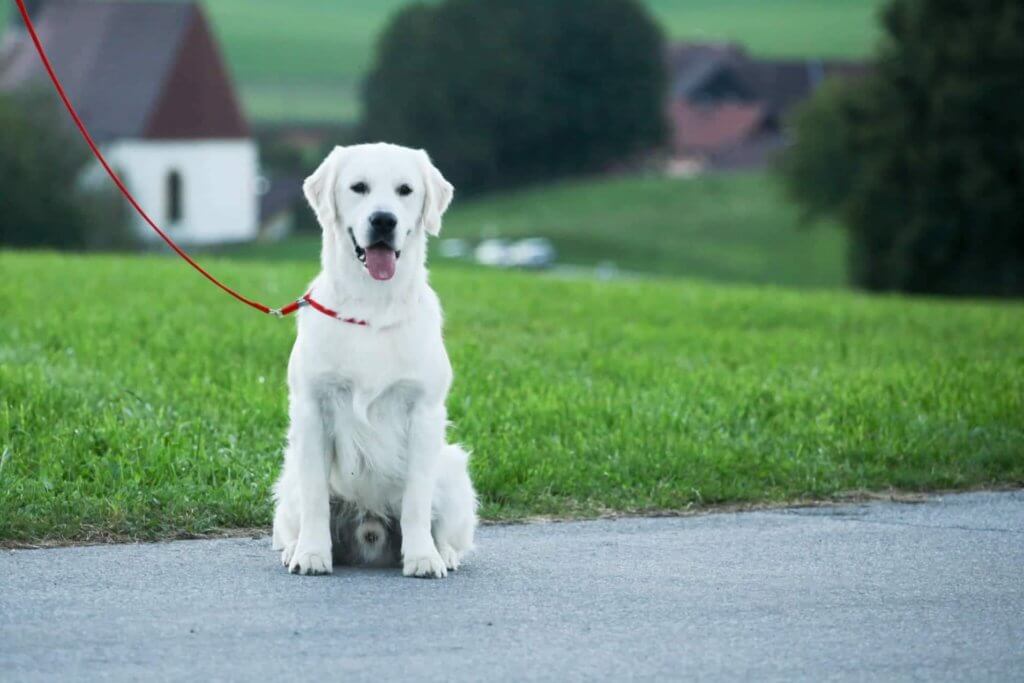 white golden retriever sitting on a leash