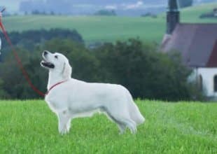 english creme golden retriever in green grass