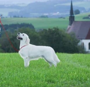 english creme golden retriever in green grass