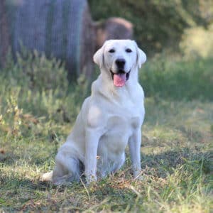 white labrador in the grass