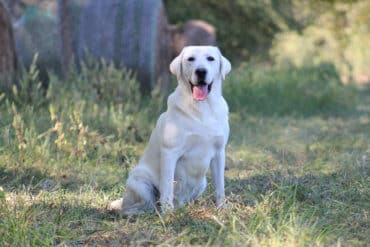 white labrador in the grass