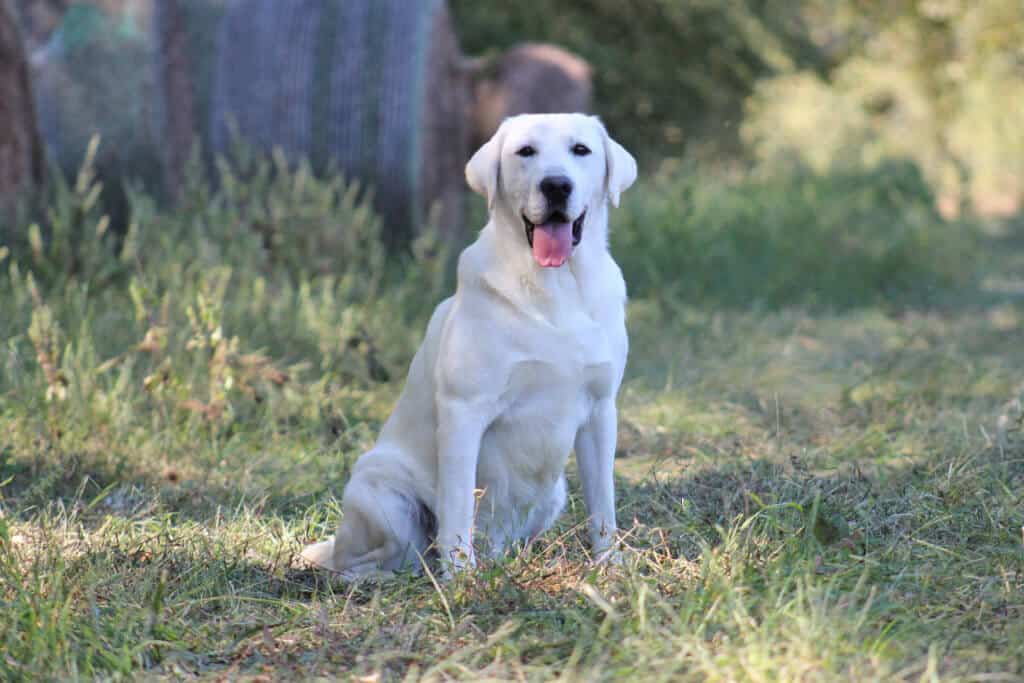 yellow labrador sitting in the shade