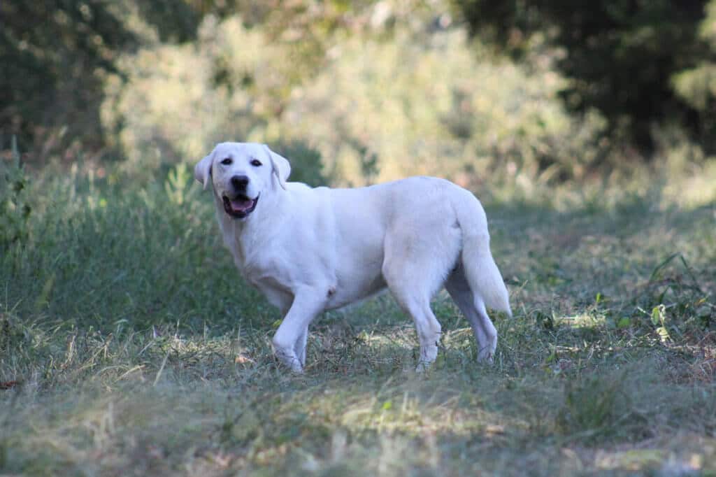 english lab in the field