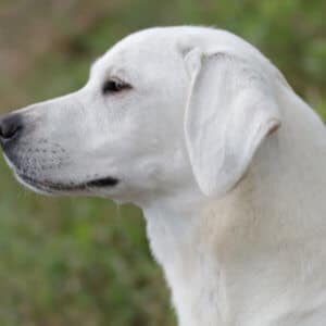 English show Labrador