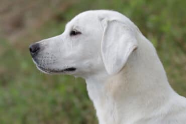 English show Labrador