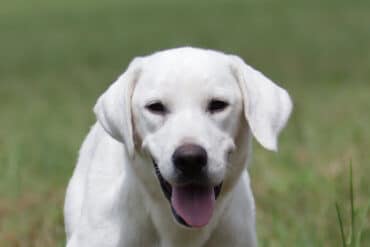 Lily the english labrador