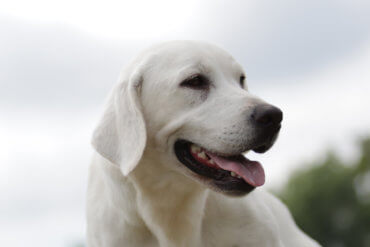 White Lab outside