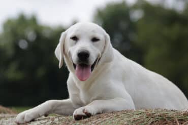 english lab in the hay