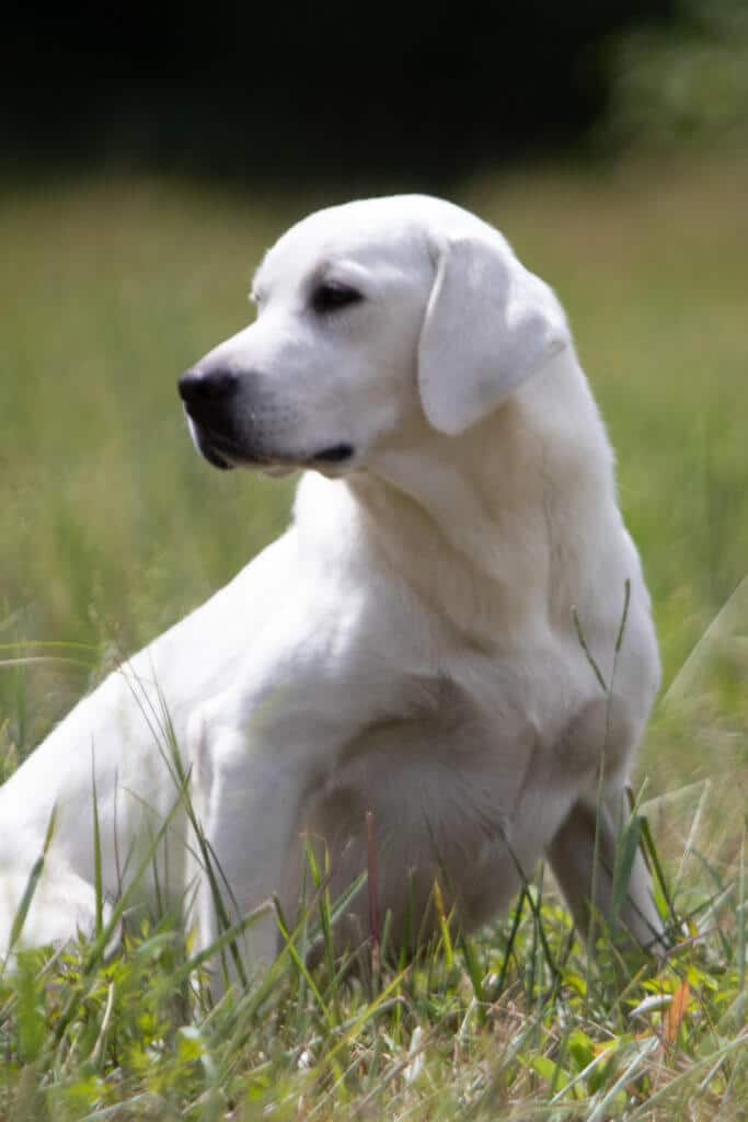 White Lab looking into field